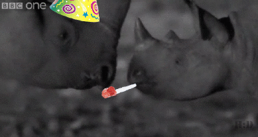 Gif animé rhinocéros font la fête
